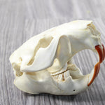 Beaver Skull  #6959