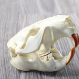 Beaver Skull  #6959