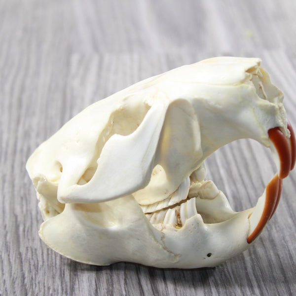 Beaver Skull  #6959