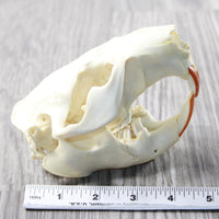 Beaver Skull  #6959
