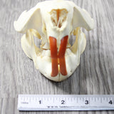 Beaver Skull  #6959