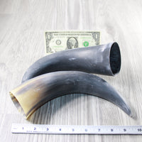 2 Raw Unfinished Cow Horns #7740 Natural Colored