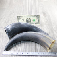 2 Raw Unfinished Cow Horns #7740 Natural Colored
