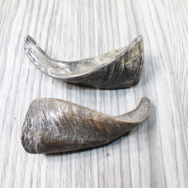 2 Small Polished Goat Horns #7259      Natural Colored