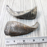 2 Small Polished Goat Horns #7259      Natural Colored