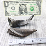 2 Small Polished Goat Horns #7259      Natural Colored