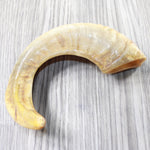 1 Sheep Horn  #5259    Natural Colored Polished Ram Horn