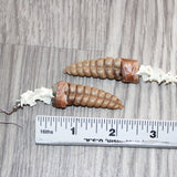 Large Rattlesnake Rattle Plus Vertebrae  Earrings  # 25968