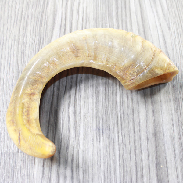 1 Sheep Horn  #5259    Natural Colored Polished Ram Horn