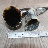 2 Polished Cow Horns #168    Natural colored