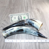 2 Polished Cow Horns #168    Natural colored