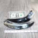 2 Polished Cow Horns #168    Natural colored
