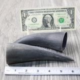 2 Small Raw Unfinished Cow Horns #0140 Natural Colored