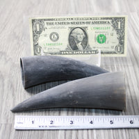 2 Small Raw Unfinished Cow Horns #0140 Natural Colored
