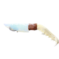 Coyote Jaw Handle Opalite Blade Ornamental Knife #0359     Mountain Man Knife