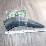 1 Raw Unfinished Cow Horn # 468  Natural Colored