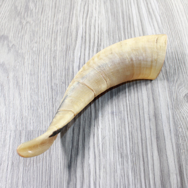 1 Sheep Horn  #2559    Natural Colored Polished Ram Horn