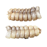 2 Large Rattlesnake Rattles  #2959    Taxidermy Diamondback Sidewinder