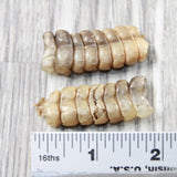 2 Large Rattlesnake Rattles  #2959    Taxidermy Diamondback Sidewinder