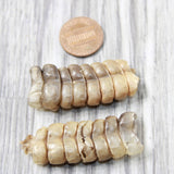 2 Large Rattlesnake Rattles  #2959    Taxidermy Diamondback Sidewinder