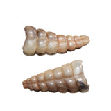 2 Small Rattlesnake Rattles  #368    Taxidermy Diamondback Sidewinder