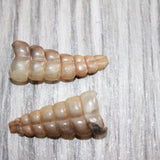 2 Small Rattlesnake Rattles  #368    Taxidermy Diamondback Sidewinder