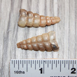 2 Small Rattlesnake Rattles  #368    Taxidermy Diamondback Sidewinder
