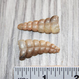 2 Small Rattlesnake Rattles  #368    Taxidermy Diamondback Sidewinder