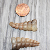 2 Small Rattlesnake Rattles  #368    Taxidermy Diamondback Sidewinder