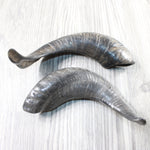 2 Sheep Horns  #3150       Natural Colored Polished Ram Horns