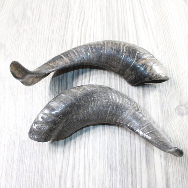 2 Sheep Horns  #3150       Natural Colored Polished Ram Horns