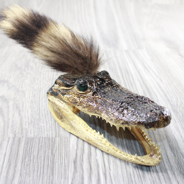 Alligator Head With Raccoon Tail Mohawk  # 6250