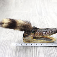 Alligator Head With Raccoon Tail Mohawk  # 6250