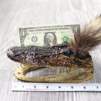 Alligator Head With Raccoon Tail Mohawk  # 6250