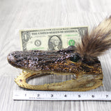 Alligator Head With Raccoon Tail Mohawk  # 6250