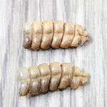 2 Small Rattlesnake Rattles  #5250    Taxidermy Diamondback Sidewinder