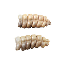 2 Small Rattlesnake Rattles  #5250    Taxidermy Diamondback Sidewinder