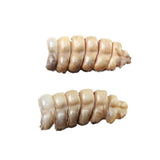 2 Small Rattlesnake Rattles  #5250    Taxidermy Diamondback Sidewinder