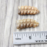 2 Small Rattlesnake Rattles  #5250    Taxidermy Diamondback Sidewinder