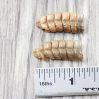 2 Small Rattlesnake Rattles  #5250    Taxidermy Diamondback Sidewinder