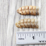2 Small Rattlesnake Rattles  #5250    Taxidermy Diamondback Sidewinder