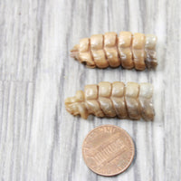 2 Small Rattlesnake Rattles  #5250    Taxidermy Diamondback Sidewinder