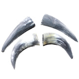 4 Small Raw Unfinished Cow Horns #5650   Natural Colored