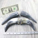 4 Small Raw Unfinished Cow Horns #5650   Natural Colored