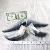4 Small Raw Unfinished Cow Horns #5650   Natural Colored