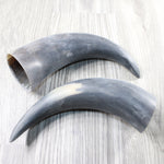 2 Raw Unfinished Cow Horns #3650     Natural Colored