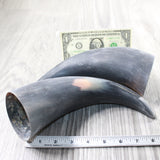 2 Raw Unfinished Cow Horns #3650     Natural Colored