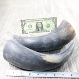 2 Raw Unfinished Cow Horns #3650     Natural Colored