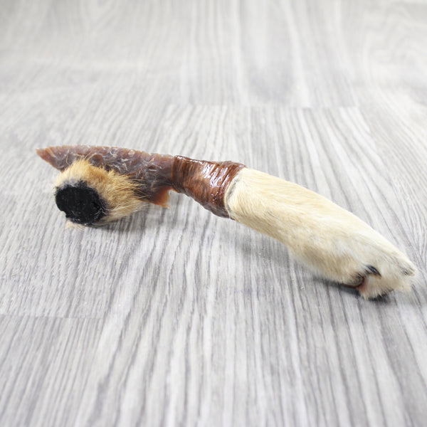 Coyote Foot Handle Stone Blade Ornamental Knife #7750    Mountain Man Knife