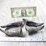 4 Small Polished Goat Horns #2750      Natural Colored